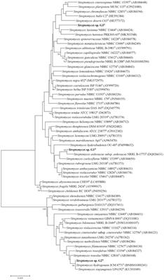 Characterizing corn-straw-degrading actinomycetes and evaluating application efficiency in straw-returning experiments